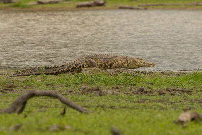 View of a lizard on a land