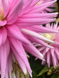 Close-up of pink flower