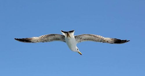 Seagull flying against clear blue sky