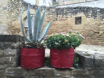 Plants growing on wall