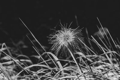 Close-up of dandelion on field