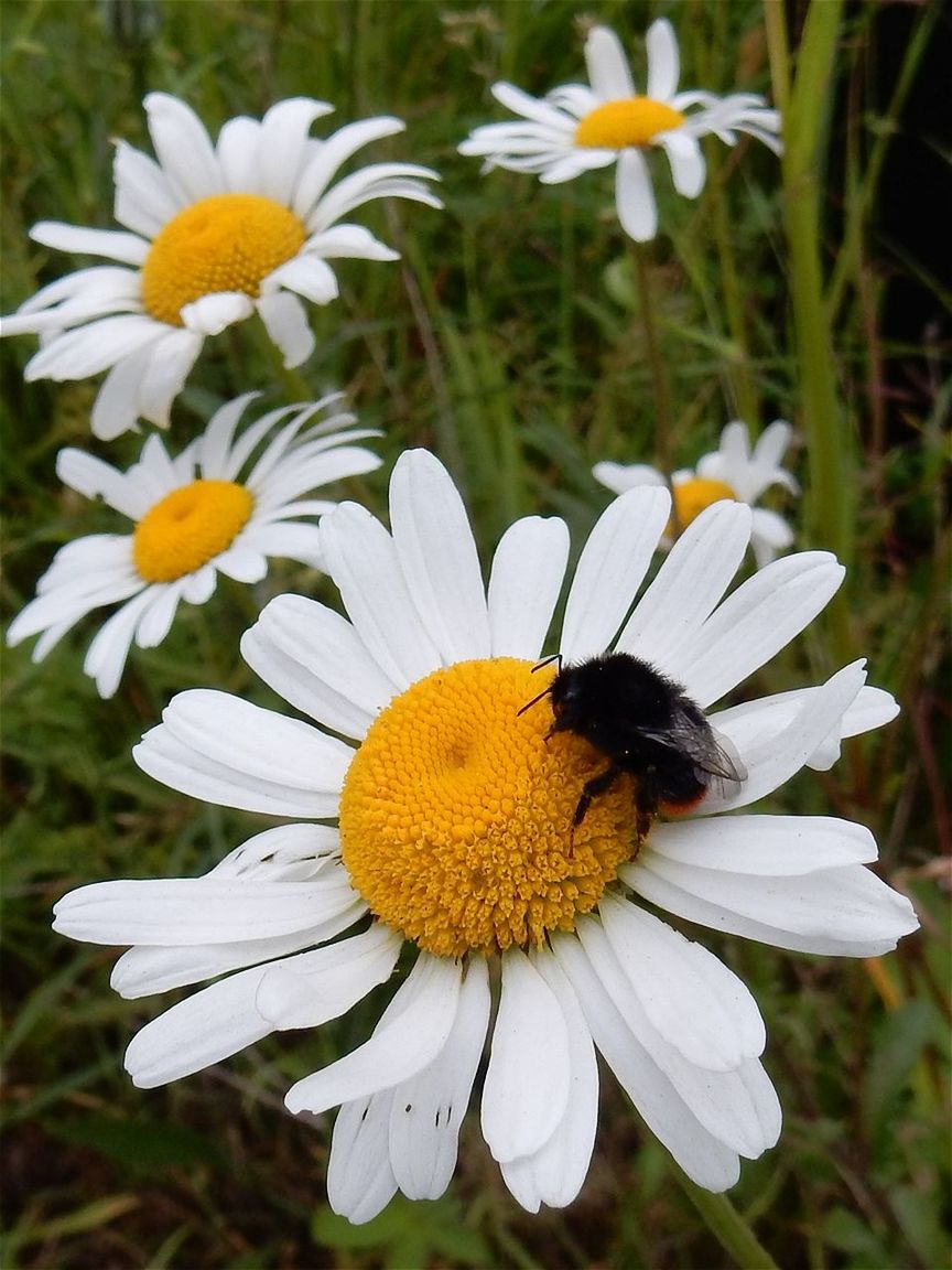 flower, petal, freshness, fragility, one animal, insect, nature, growth, beauty in nature, flower head, pollen, animal themes, white color, plant, outdoors, day, animals in the wild, blooming, close-up, no people, yellow, pollination, osteospermum