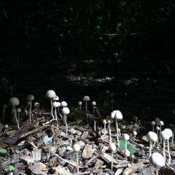 Mushrooms growing in field