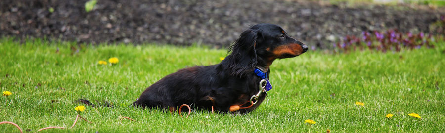 Black dog looking away on field