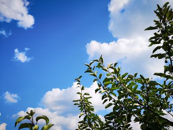 Low angle view of flowering plants against blue sky