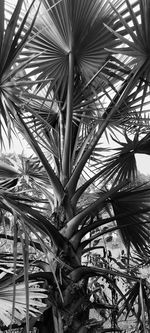 Low angle view of palm trees against sky