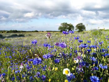 Close-up of purple flowering plants on land