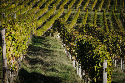 View of vineyard