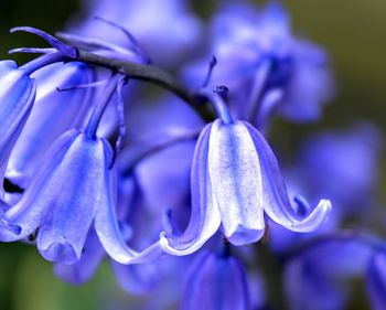 Close-up of purple flowers blooming outdoors