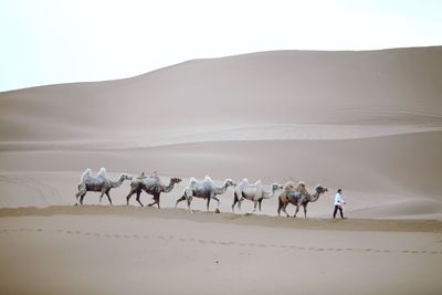 Horses in a desert