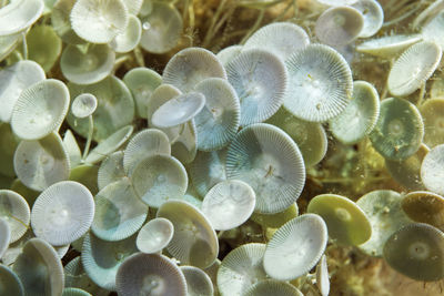Acetabularia algae on hvar island, croatia