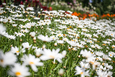 Close-up of white flowering plant on snow