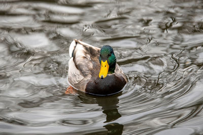 Duck swimming in lake