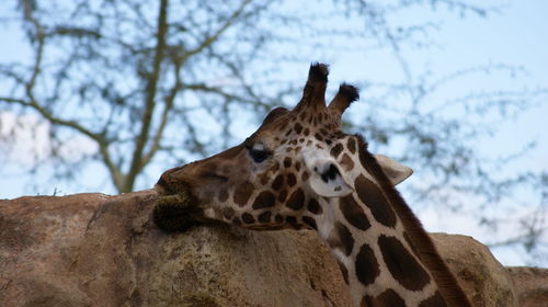 Close-up of giraffe