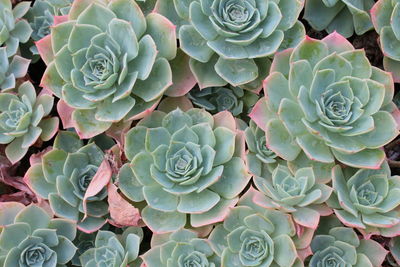 Close up macro of exotic cacti succulent plant growing in large pot in greenhouse in organic garden