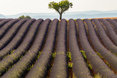 Scenic view lavender field against sky