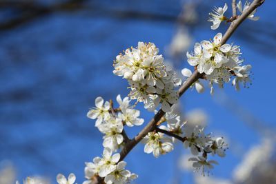 Close-up of white cherry blossom tree