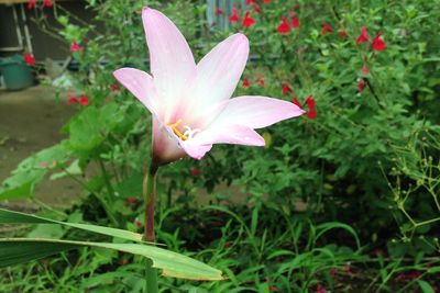 Close-up of flower blooming outdoors