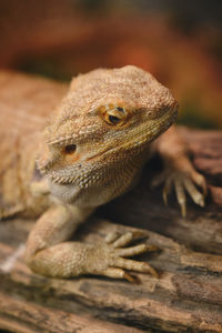 Close-up of a lizard