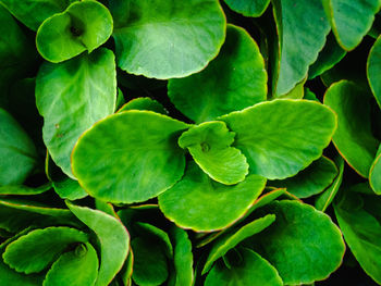 Full frame shot of green leaves