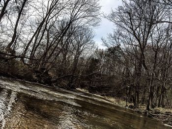 Bare trees in water