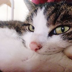 Close-up portrait of cat at home