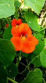 Close-up of red flowering plant