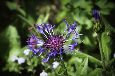 Close-up of purple flowering plant