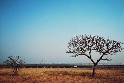 Bare tree on field against clear sky