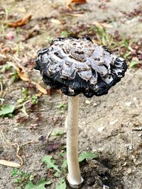 High angle view of mushroom growing on field