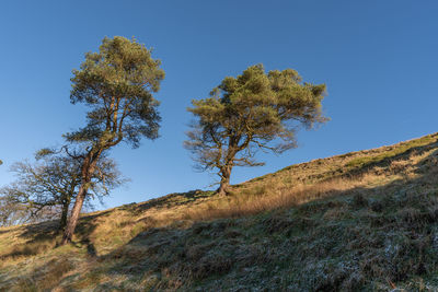 Tree on field against clear blue sky