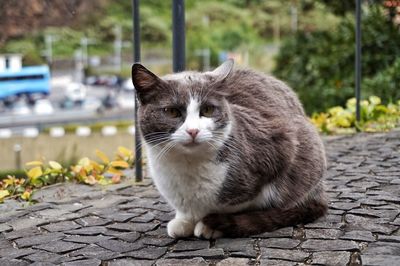 Cat looking away