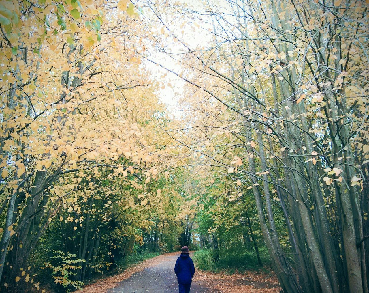 Woodland path