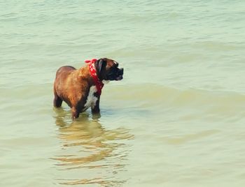 Dog in water
