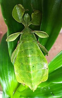 Close-up of green leaf on plant