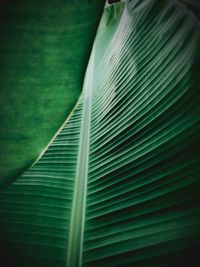 Full frame shot of palm leaf