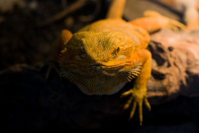 Close-up of lizard