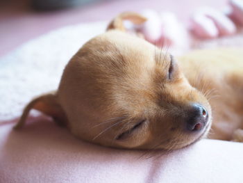 Close-up of dog sleeping on bed