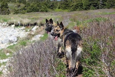 Dog in a field