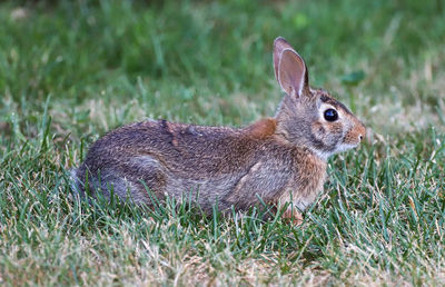 High angle view of rabbit on field