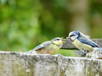 Close-up of bird perching on wood