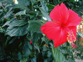 Close-up of red flowers