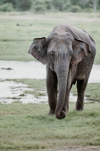 Elephant walking on field