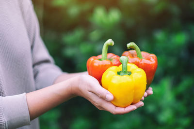 Close-up of hand holding bell peppers