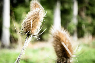 Close-up of dried thistle plant