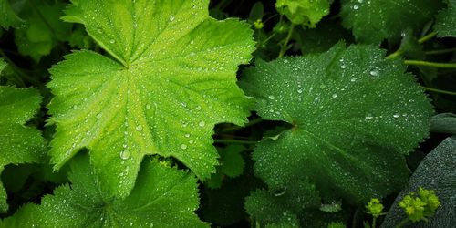Close-up of wet plant leaves during rainy season