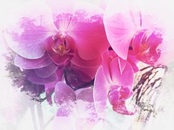 Close-up of pink flowers