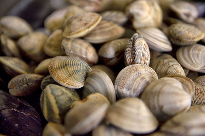 Full frame shot of clams