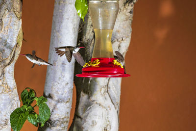 View of bird flying against blurred background