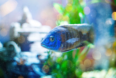 Close-up of fish swimming in aquarium